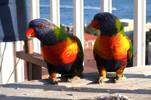 Lorikeets Eating
