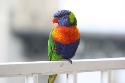 Lorikeet Posing