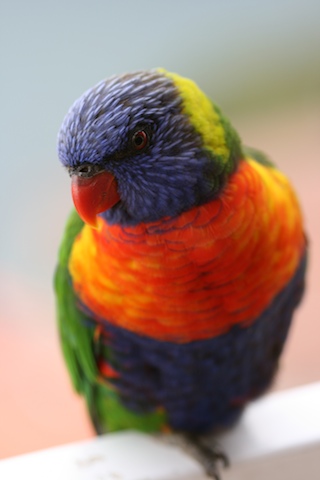 Lorikeet Close Up