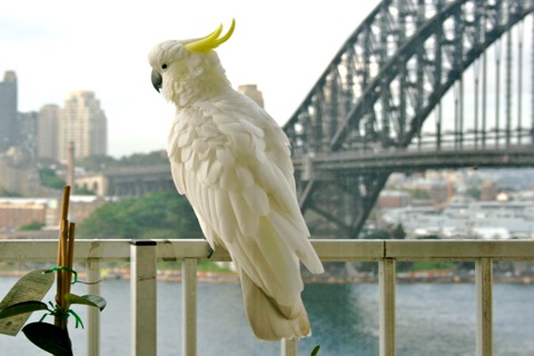 Sulphur Crested Cockatoo